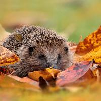 Autumn Hedgehog 1 